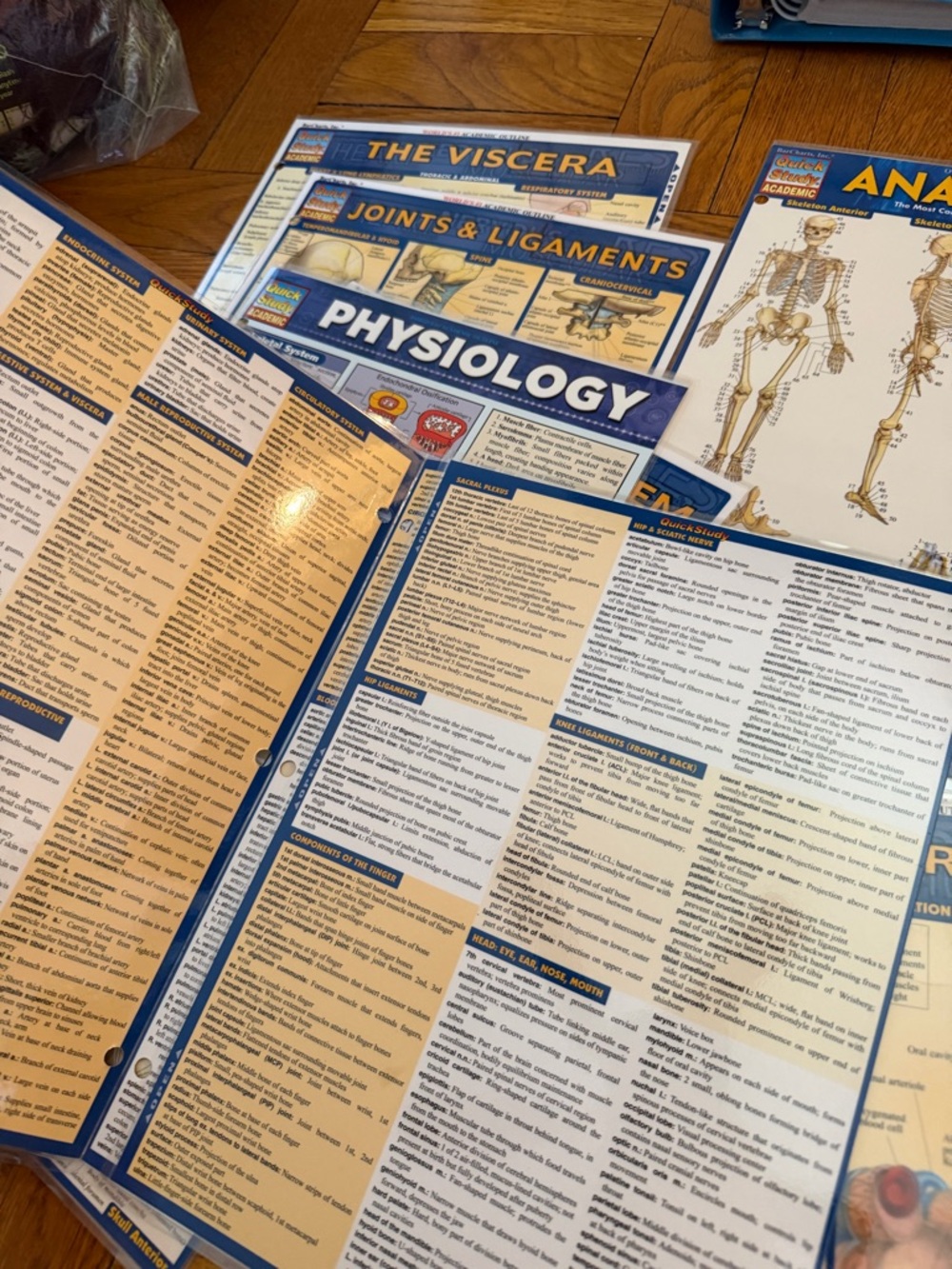 Quick Study Academic Body Systems - Picture 4 of 7